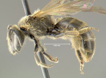 Media type: image;   Entomology 610622 Aspect: habitus lateral view